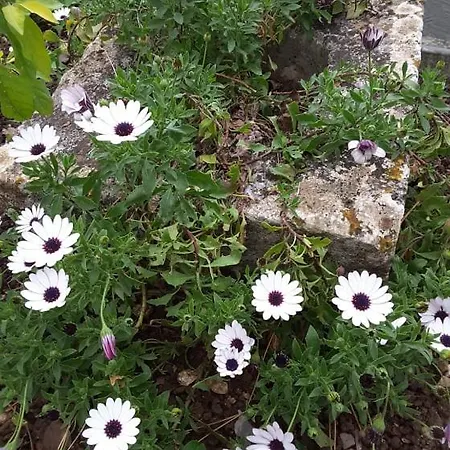 Stathi's * Divarata